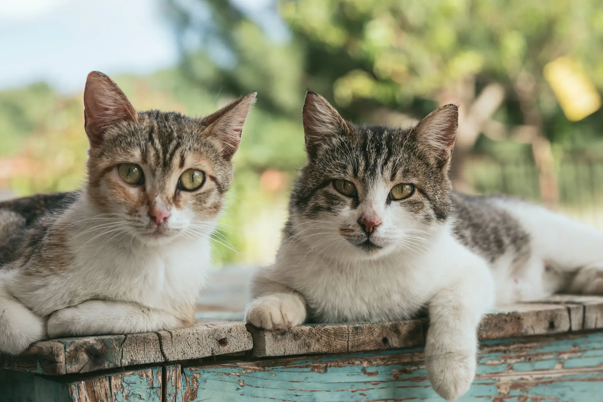 The Fascinating World of Feline Companions
