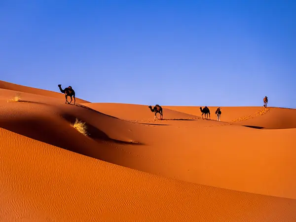 Merzouga  An Oasis of Serenity in the Moroccan Desert