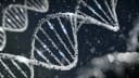 The Secrets of DNA The Marvels of the Human Genetic Blueprint