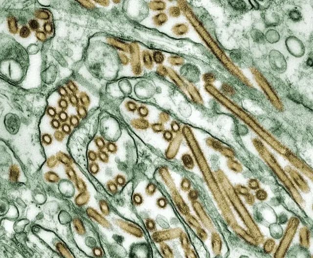 Virus Understanding  Basics of a Hidden Threat